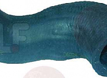 OUTLET HOSE